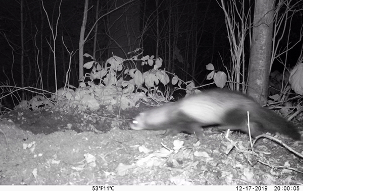 geactualiseerde Rode Lijst Nederlandse Zoogdieren