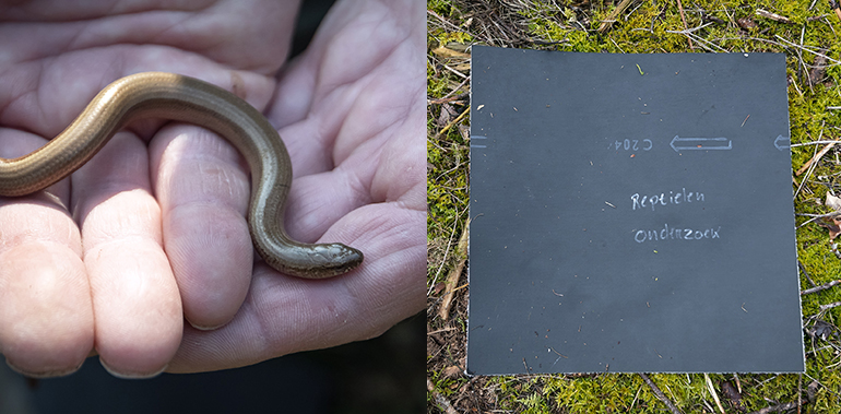 Tapijttegels in het bos